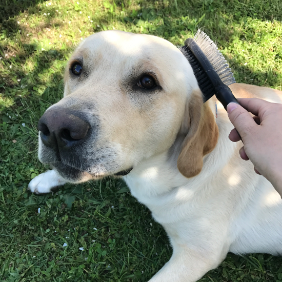 Der Fellwechsel beim Hund So kannst du deinen Vierbeiner unterstützen!